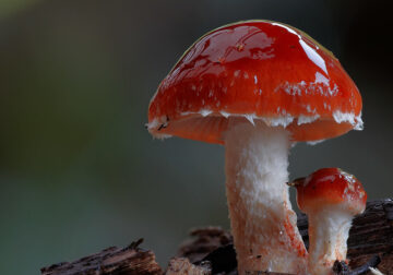 Beautiful Photos Of Fungi By Steve Axford