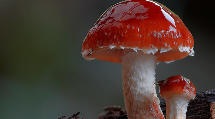 Beautiful Photos Of Fungi By Steve Axford