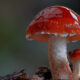 Beautiful Photos Of Fungi By Steve Axford