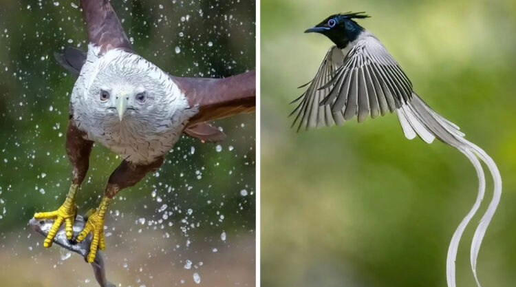 Incredible Bird Photos In Indian Forests