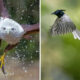 Incredible Bird Photos In Indian Forests