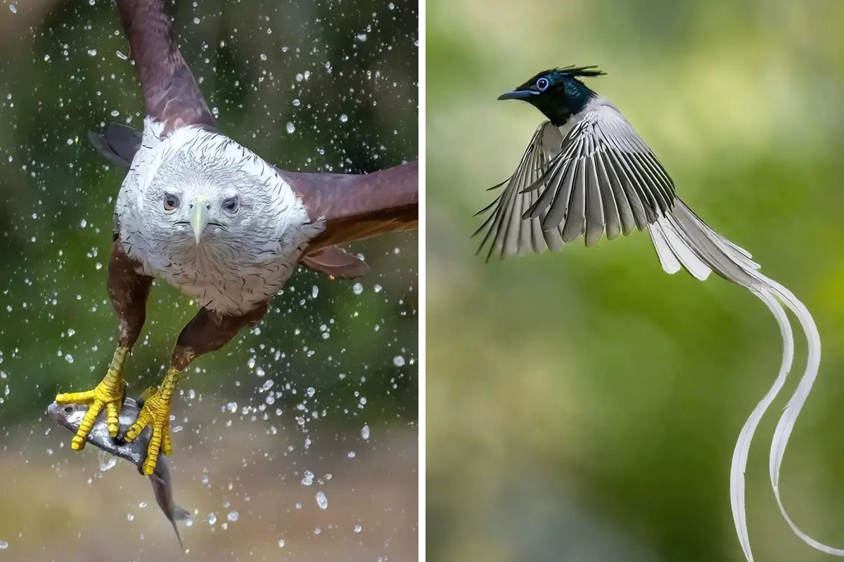 Incredible Bird Photos In Indian Forests