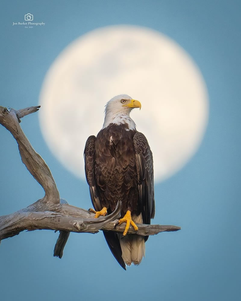 Enchanting Bird Photographs In Focus