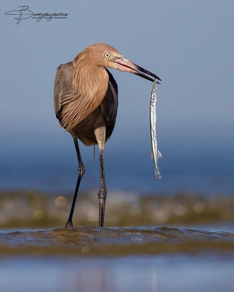 Enchanting Bird Photographs In Focus