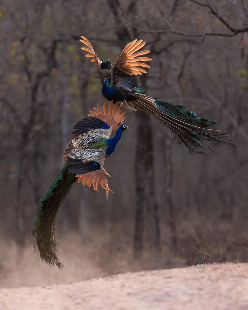 Enchanting Bird Photographs In Focus