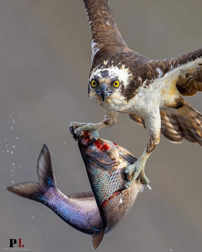 Enchanting Bird Photographs In Focus