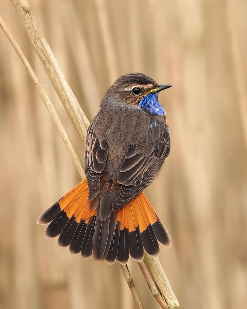 Enchanting Bird Photographs In Focus