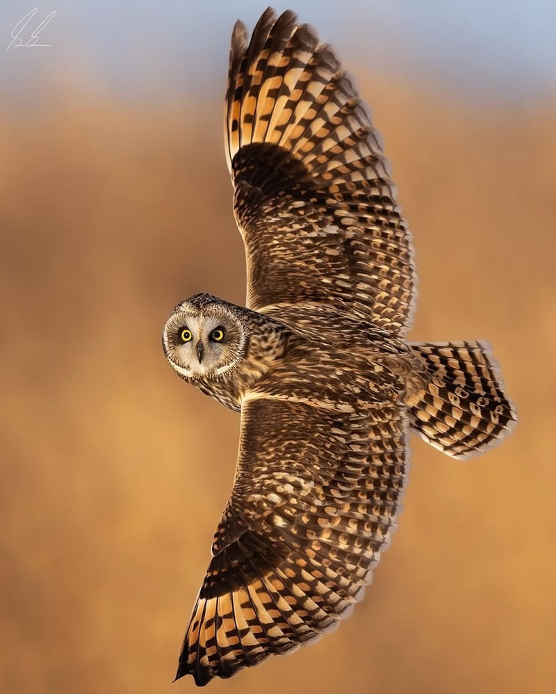 Enchanting Bird Photographs In Focus