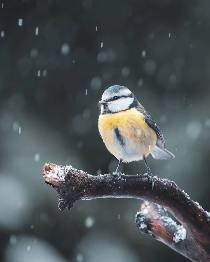 Enchanting Bird Photographs In Focus