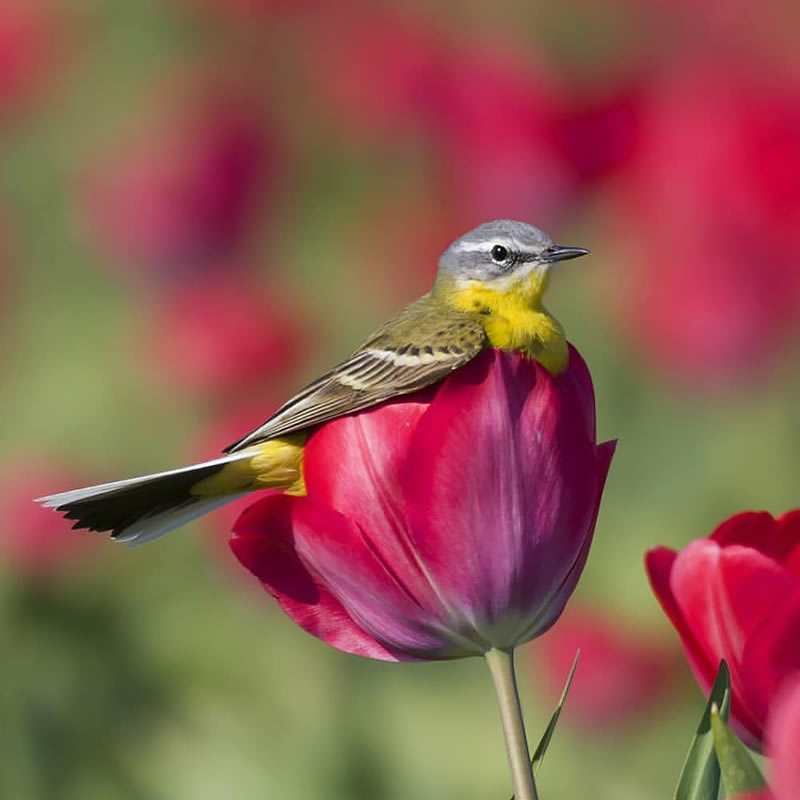 Enchanting Bird Photographs In Focus