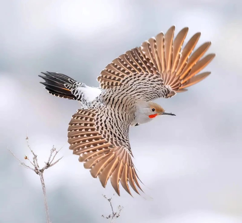 Enchanting Bird Photographs In Focus