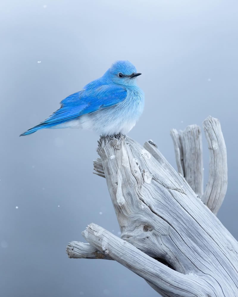 Enchanting Bird Photographs In Focus