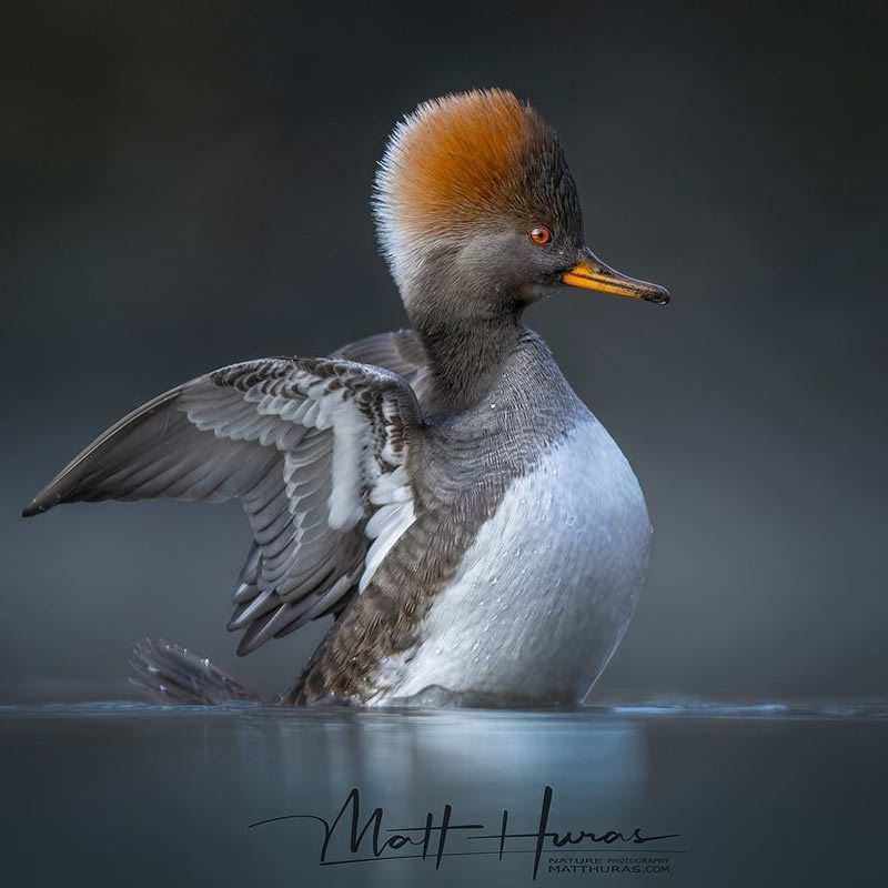 Enchanting Bird Photographs In Focus