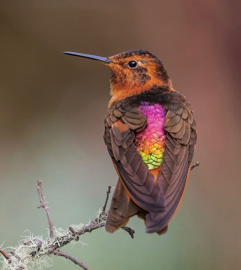 Enchanting Bird Photographs In Focus