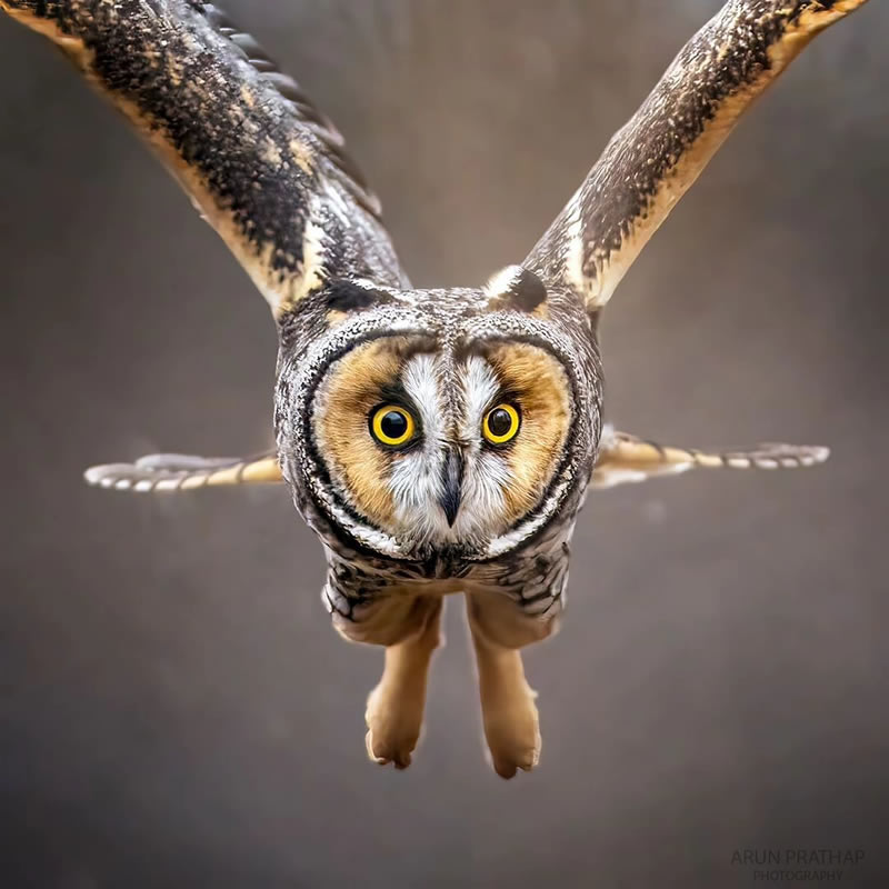 Enchanting Bird Photographs In Focus