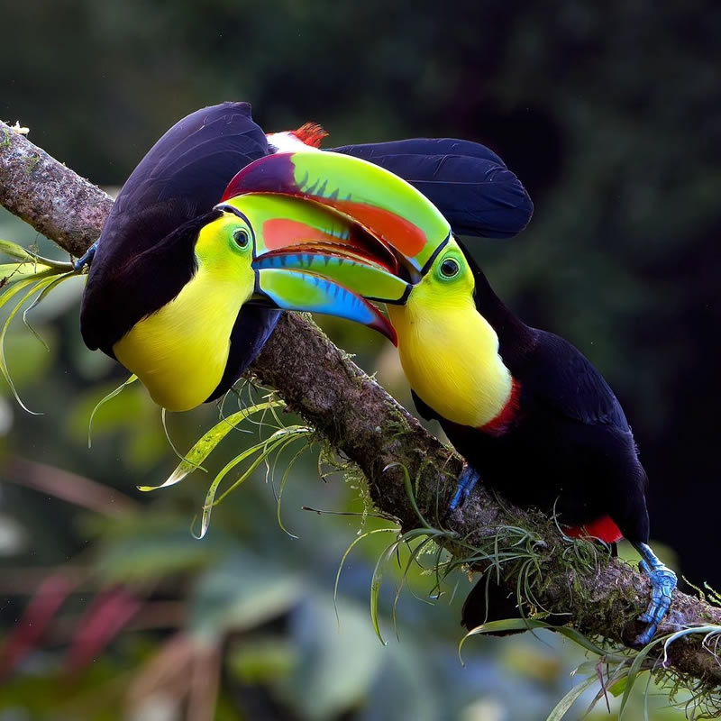 Enchanting Bird Photographs In Focus