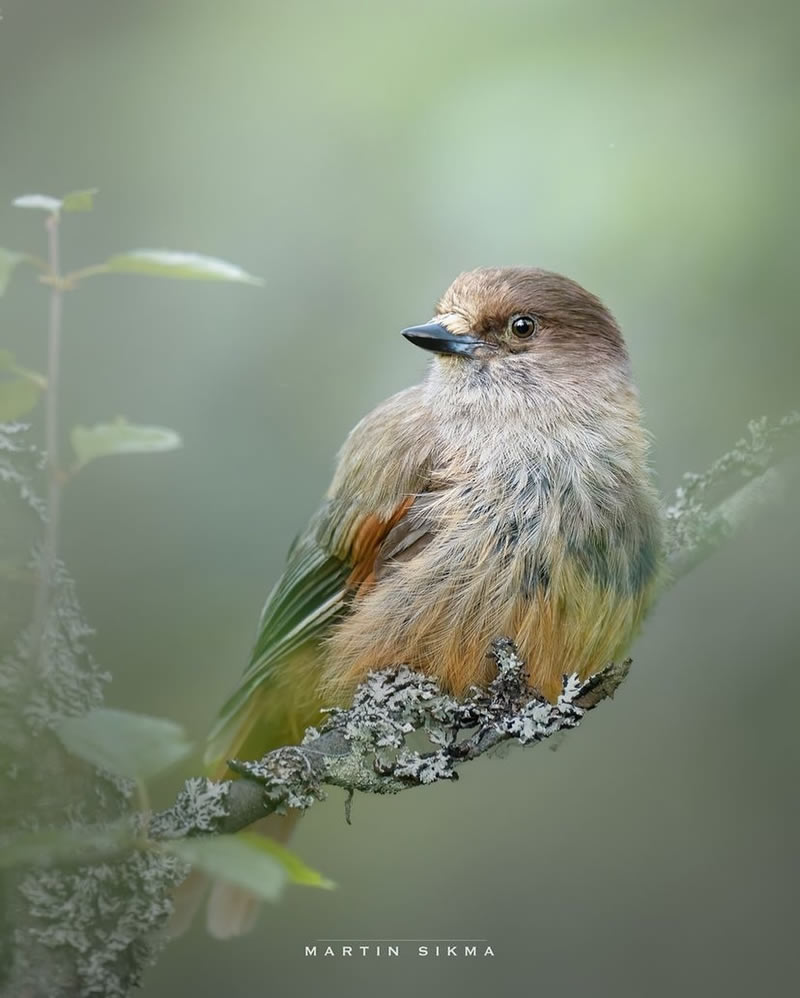 Enchanting Bird Photographs In Focus