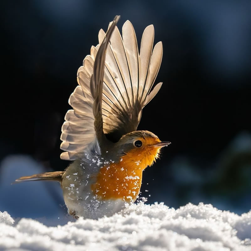 Enchanting Bird Photographs In Focus