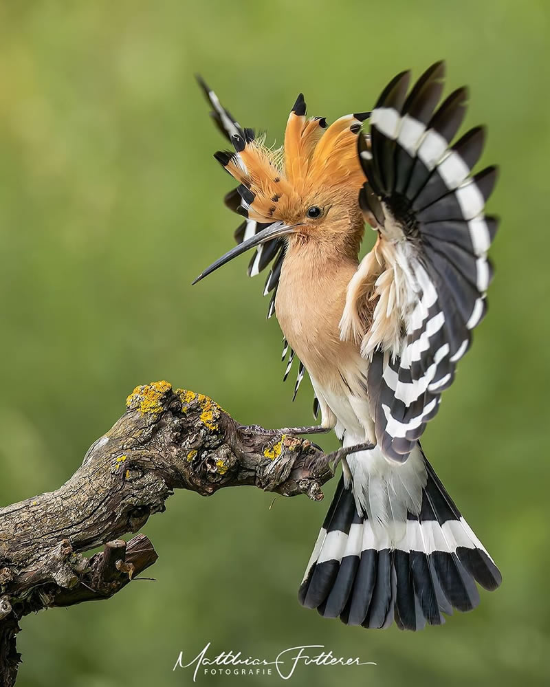 Enchanting Bird Photographs In Focus