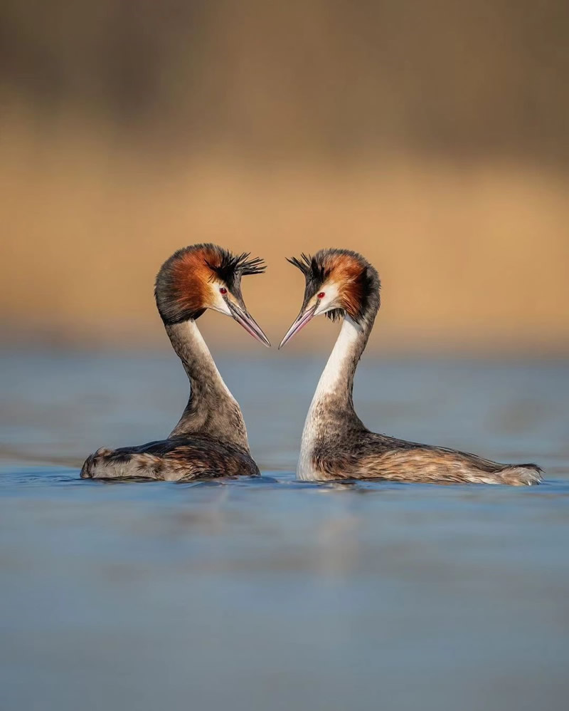 Enchanting Bird Photographs In Focus