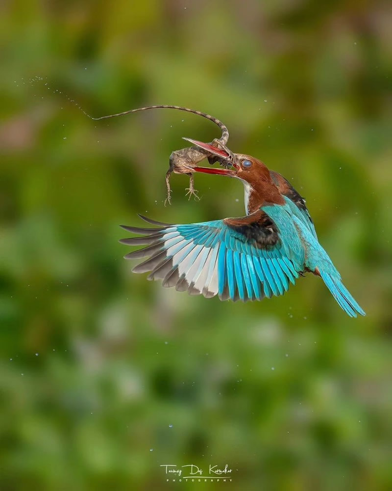 Enchanting Bird Photographs In Focus