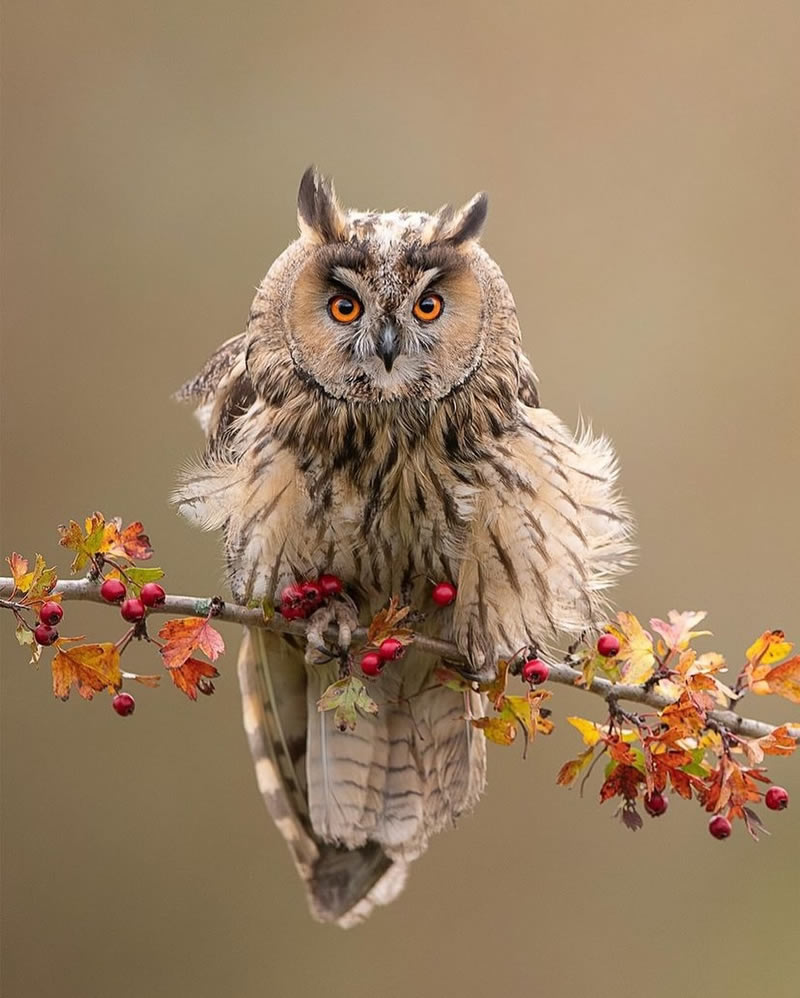 Enchanting Bird Photographs In Focus