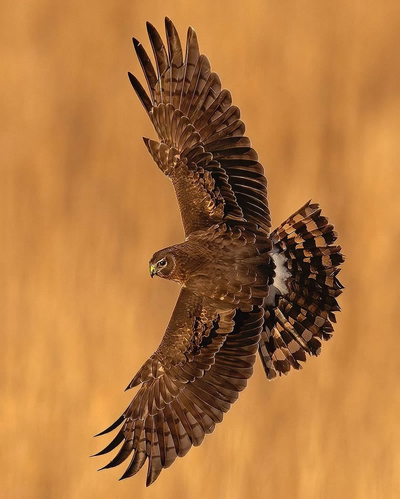 Enchanting Bird Photographs In Focus