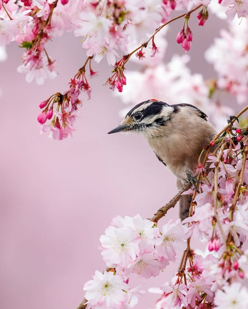 Enchanting Bird Photographs In Focus