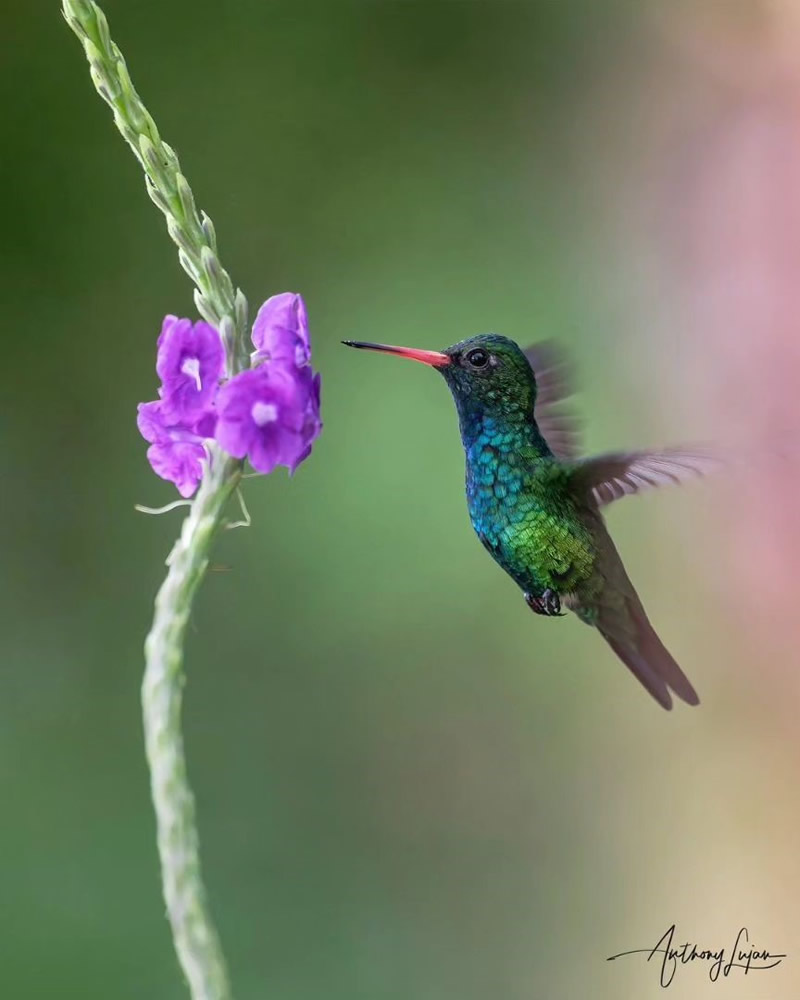 Enchanting Bird Photographs In Focus