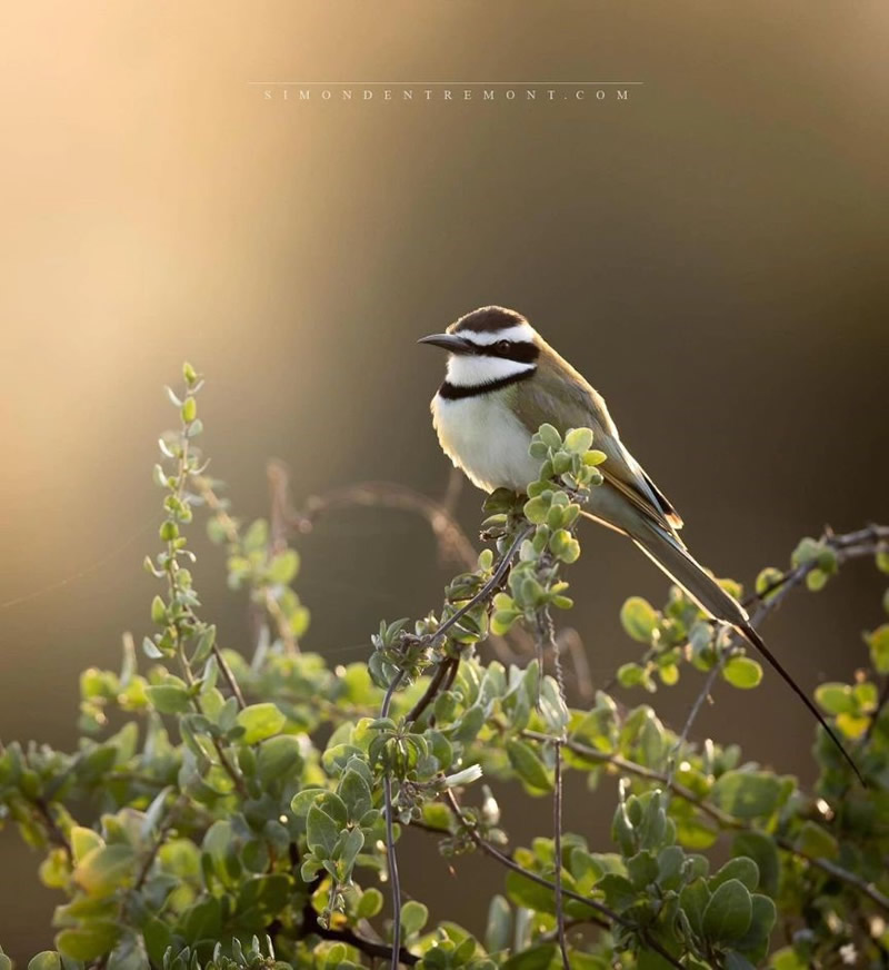 Enchanting Bird Photographs In Focus