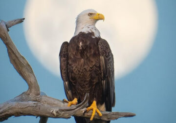 Enchanting Bird Photographs In Focus