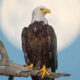 Enchanting Bird Photographs In Focus