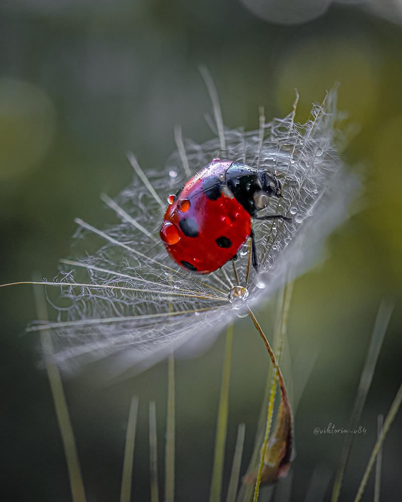 Macro Shots Of Ladybugs By Viktoria