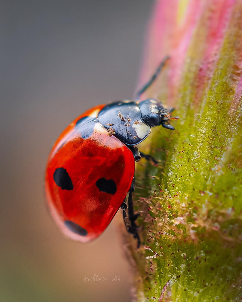 Macro Shots Of Ladybugs By Viktoria