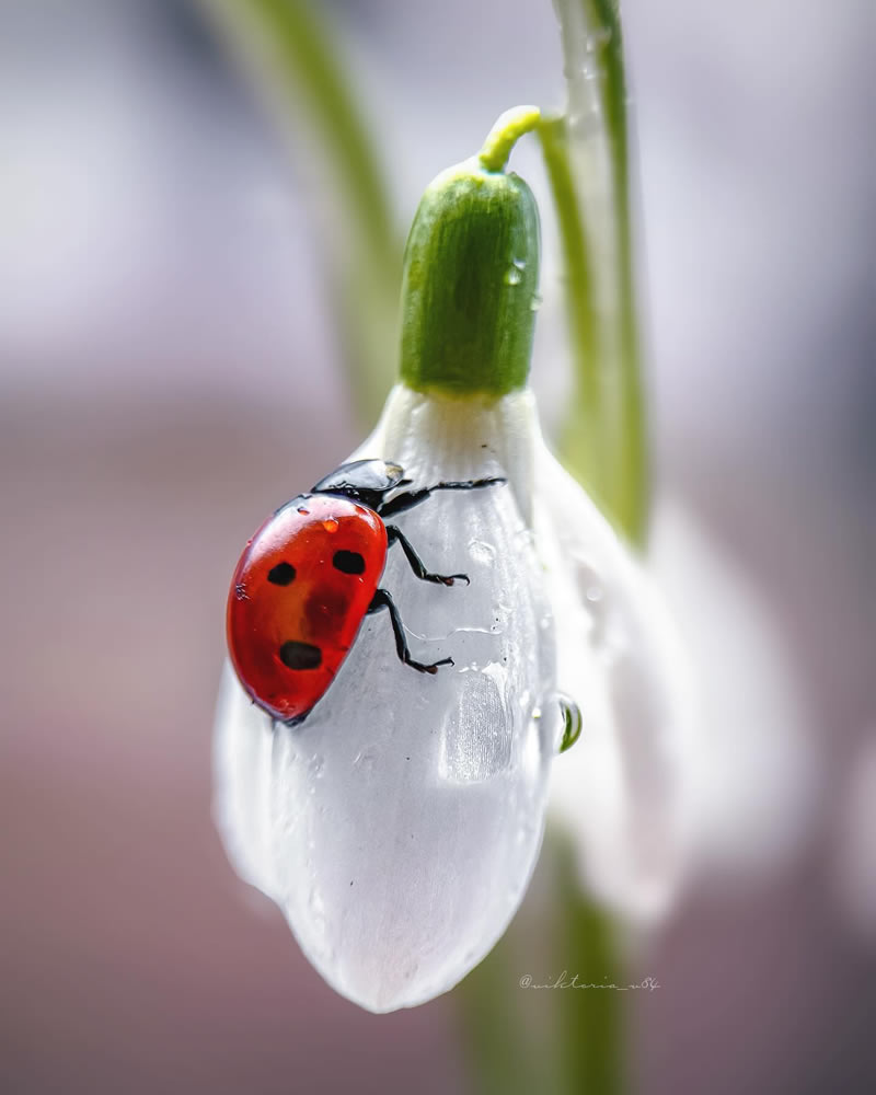 Macro Shots Of Ladybugs By Viktoria