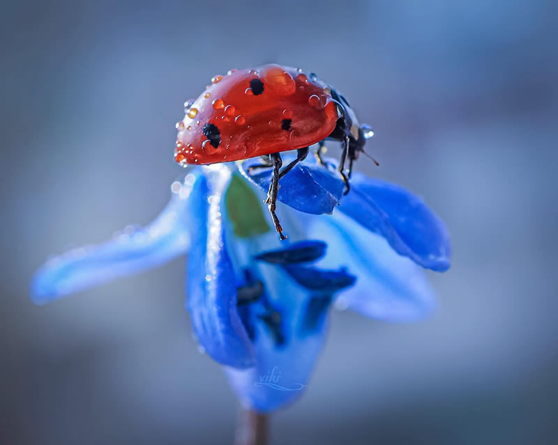 Macro Shots Of Ladybugs By Viktoria