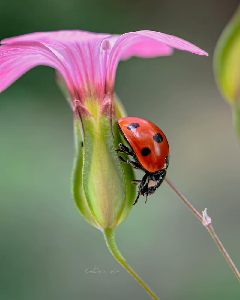 Macro Shots Of Ladybugs By Viktoria