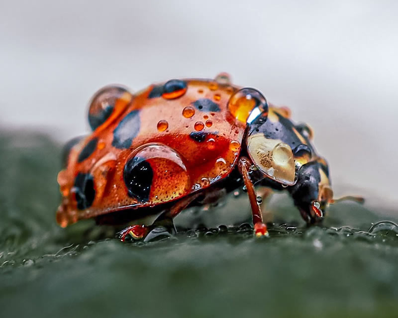 Macro Shots Of Ladybugs By Viktoria