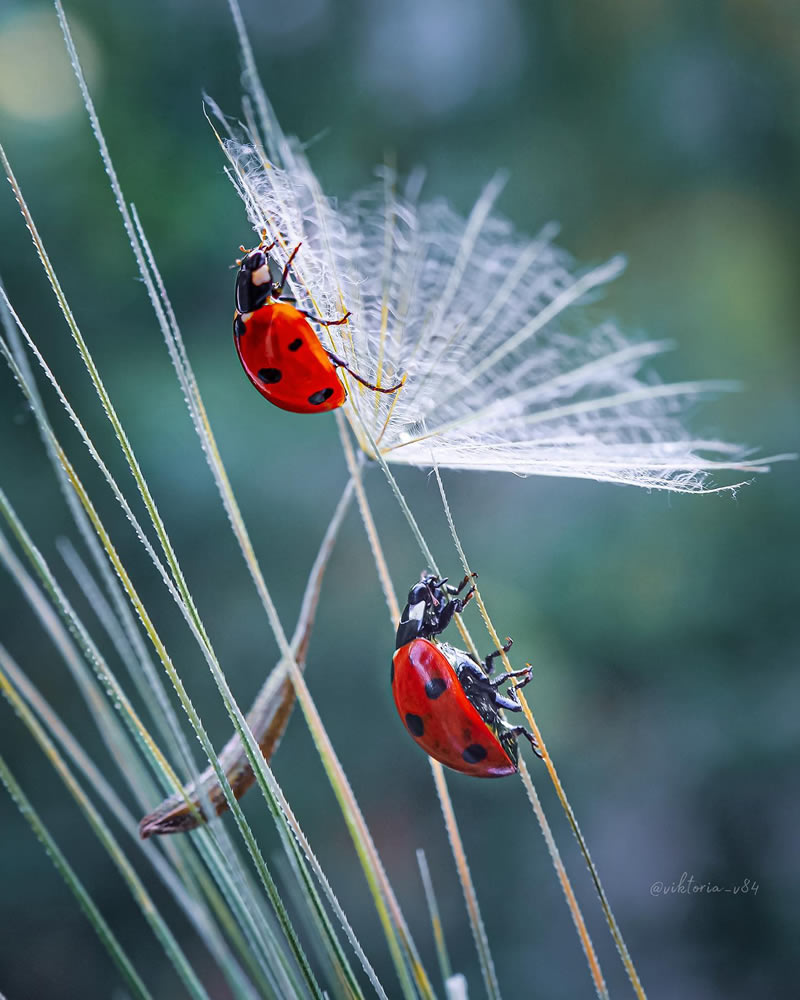 Macro Shots Of Ladybugs By Viktoria