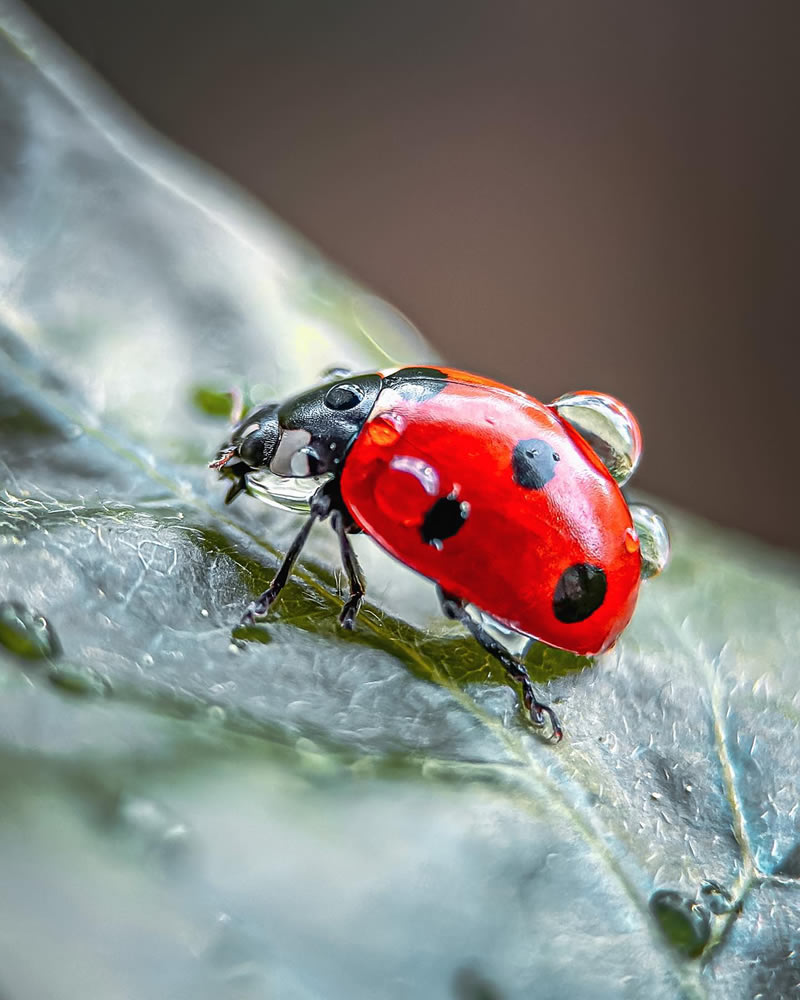 Macro Shots Of Ladybugs By Viktoria