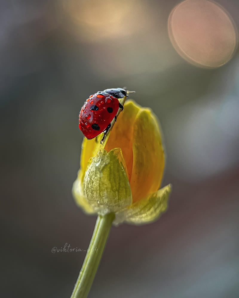 Macro Shots Of Ladybugs By Viktoria