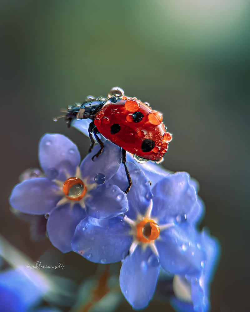 Macro Shots Of Ladybugs By Viktoria