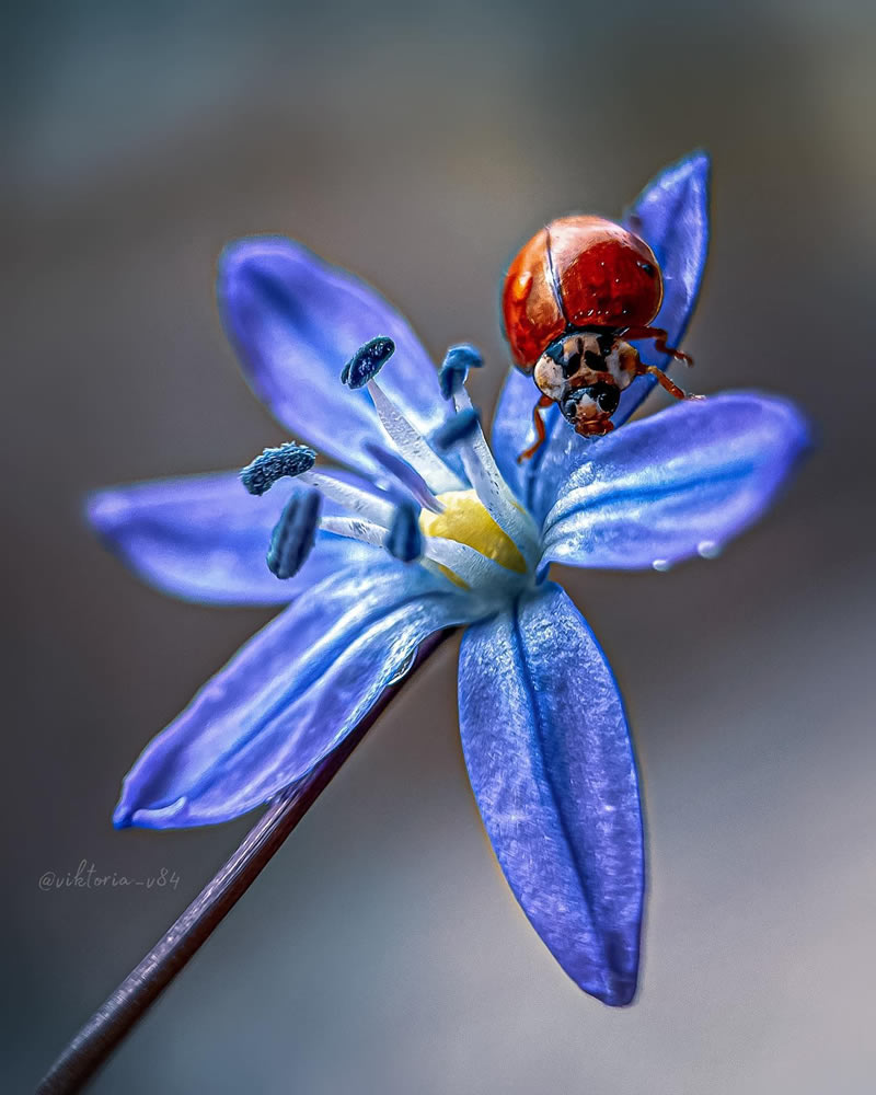 Macro Shots Of Ladybugs By Viktoria