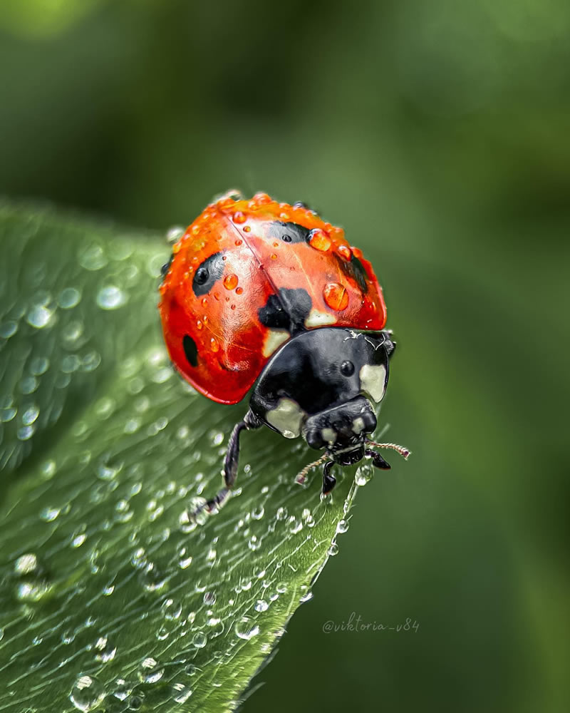 Macro Shots Of Ladybugs By Viktoria