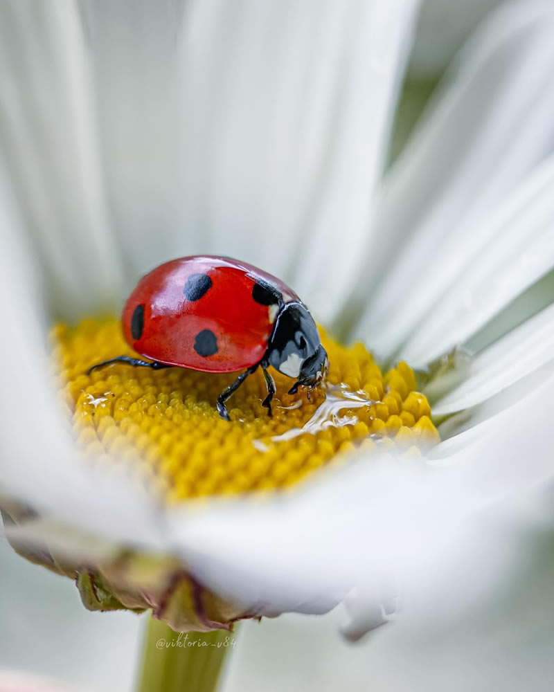 Macro Shots Of Ladybugs By Viktoria