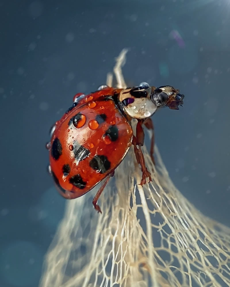 Macro Shots Of Ladybugs By Viktoria