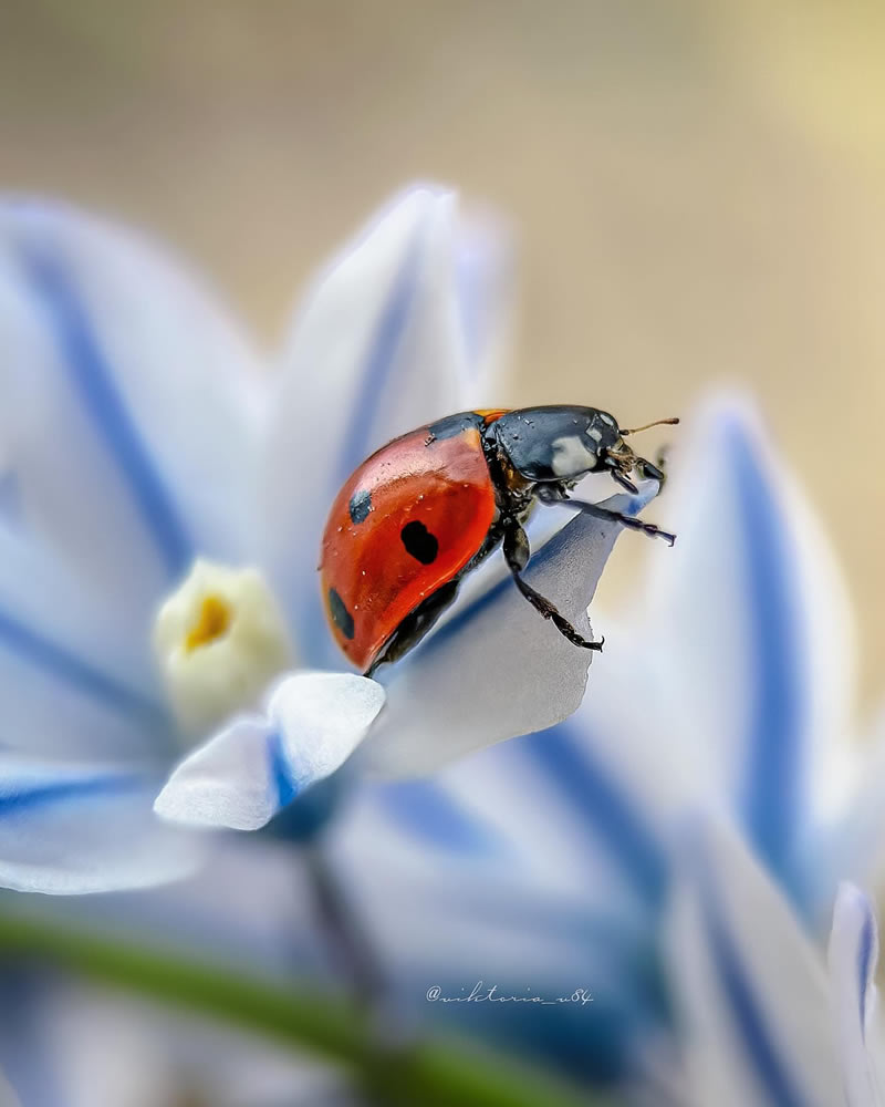 Macro Shots Of Ladybugs By Viktoria