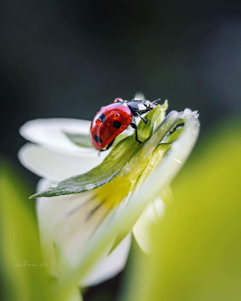 Macro Shots Of Ladybugs By Viktoria