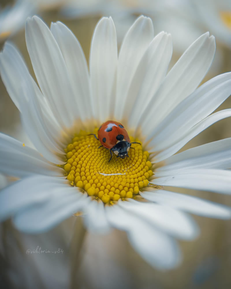 Macro Shots Of Ladybugs By Viktoria