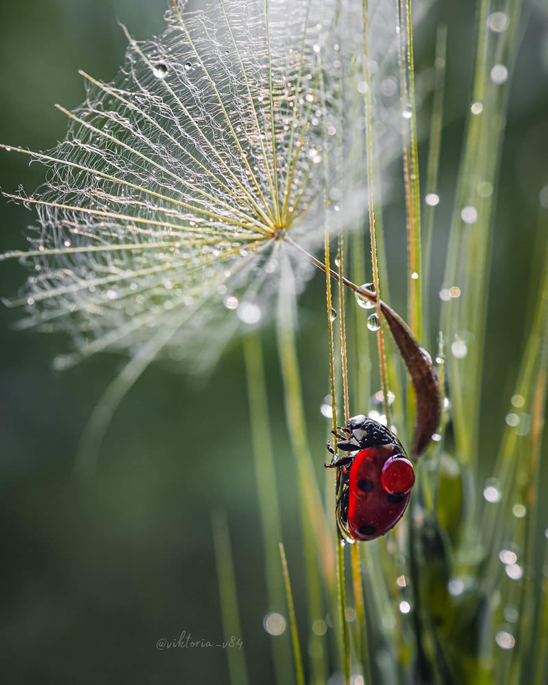 Macro Shots Of Ladybugs By Viktoria